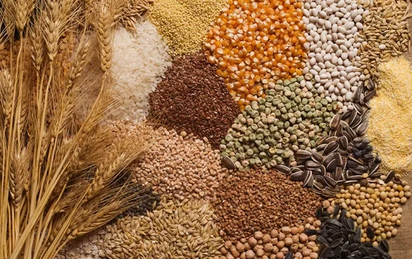 FG Targets 25 Million Tonnes Annual Grain Production